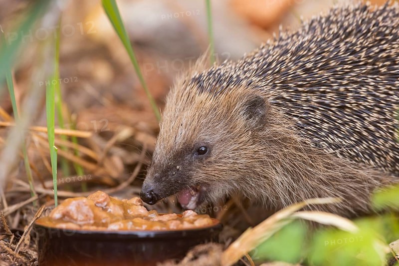 A young hedgehog just woken up from hibernation, having its first meal. Here it was fed with cat food, as it has settled directly in the living environment of humans