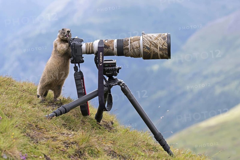 Curious Alpine marmot (Marmota marmota) behind wildlife photographer's Canon camera with large telephoto lens mounted on tripod