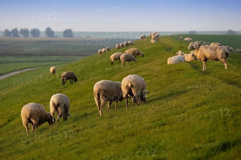 Sheep on the dyke, Pilsum, Krummhörn, East Frisia, Lower Saxony, North Sea, Germany, Europe