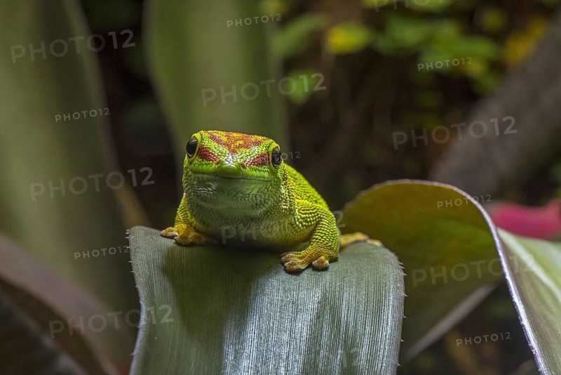 Madagascar day gecko (Phelsuma madagascariensis madagascariensis), diurnal species of gecko native to Madagascar