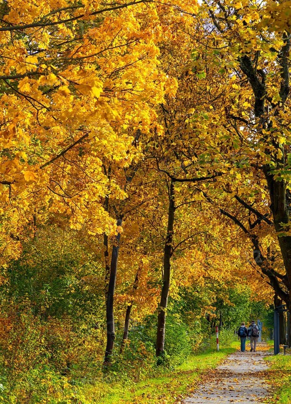 Autumn time, federal road B 96 to Schildow, Berlin, Germany, Europe