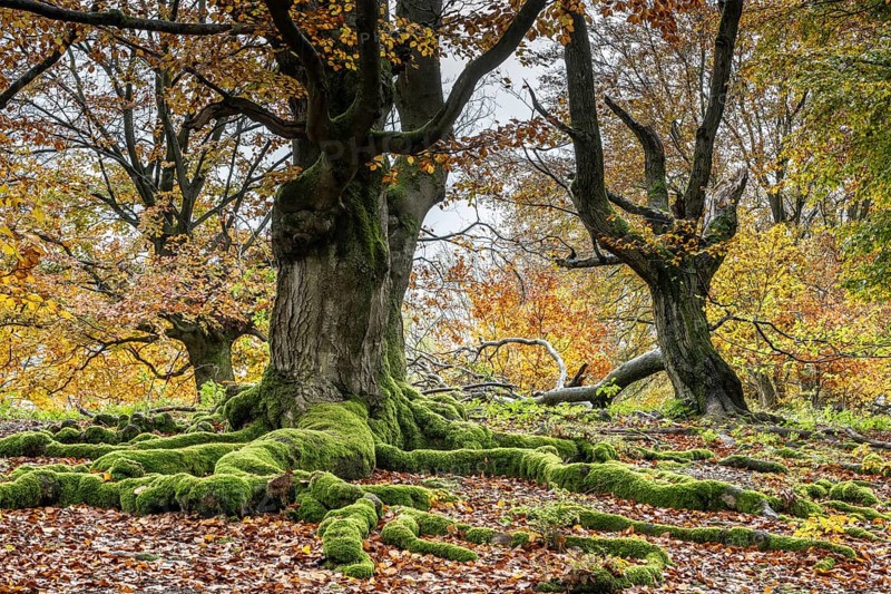 Old copper beeches (Fagus sylvatica) in the Hutewald Halloh, Hesse, Lower Saxony