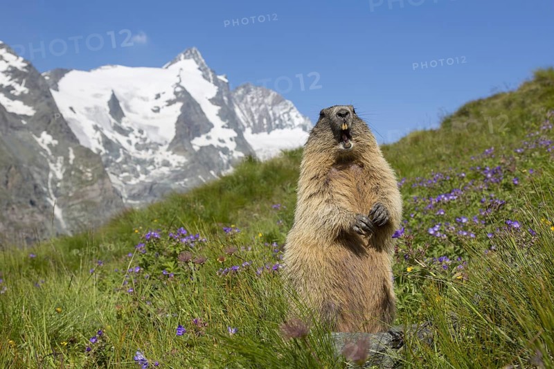 Alpine marmot (Marmota marmota) calling in front of the snow covered mountain Grossglockner, Hohe Tauern National Park, Carinthia, Austria, Europe