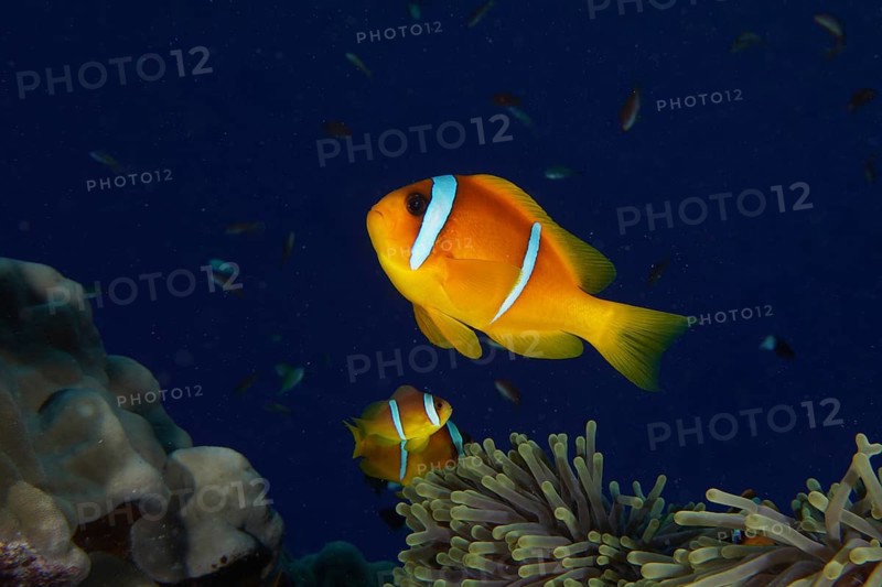 Red sea clownfish (Amphiprion bicinctus), Dangerous Reef dive site, St Johns Reef, Saint Johns, Red Sea, Egypt, Africa