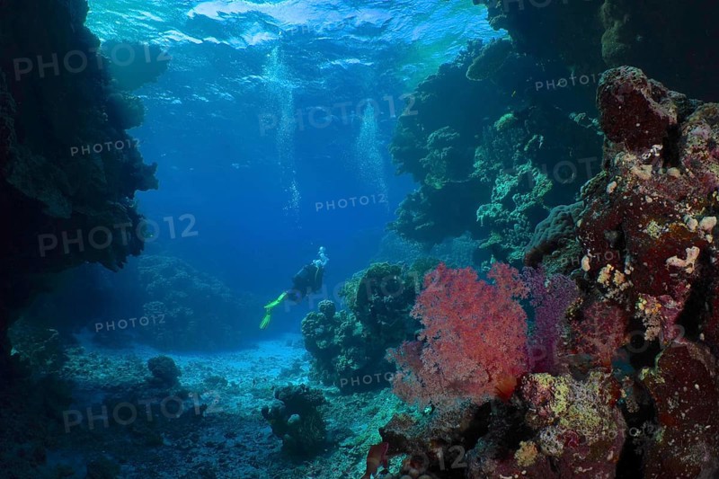 Hemprich's tree coral (Dendronephthya hemprichi), in a cave, divers in the background. Dive site St Johns Reef, Saint Johns, Red Sea, Egypt, Africa