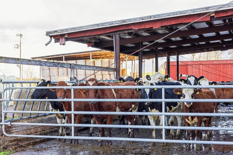 Cattle behind a gate at a farm, Sweden, Europe