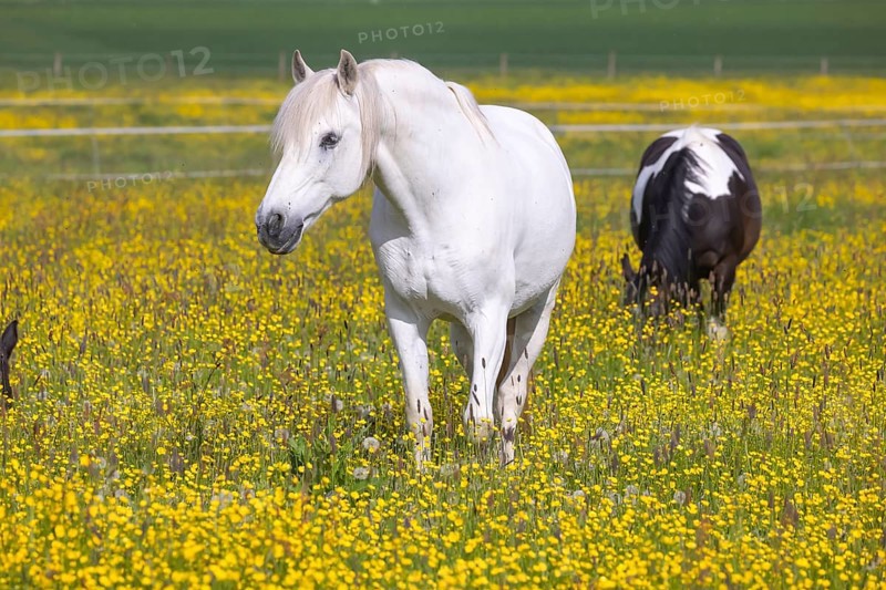 Flower meadow in spring with grey horse, paddock on the Swabian Alb near Dornstadt, Baden-Württemberg, Germany, Europe