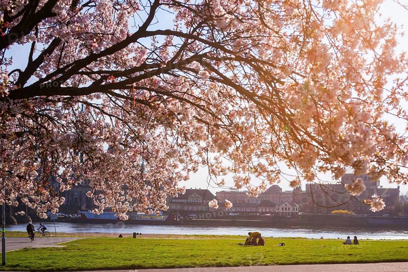 Spring on the Königsufer in Dresden