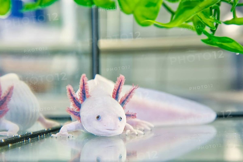 Leucistic axolotl in the CRTD Dresden