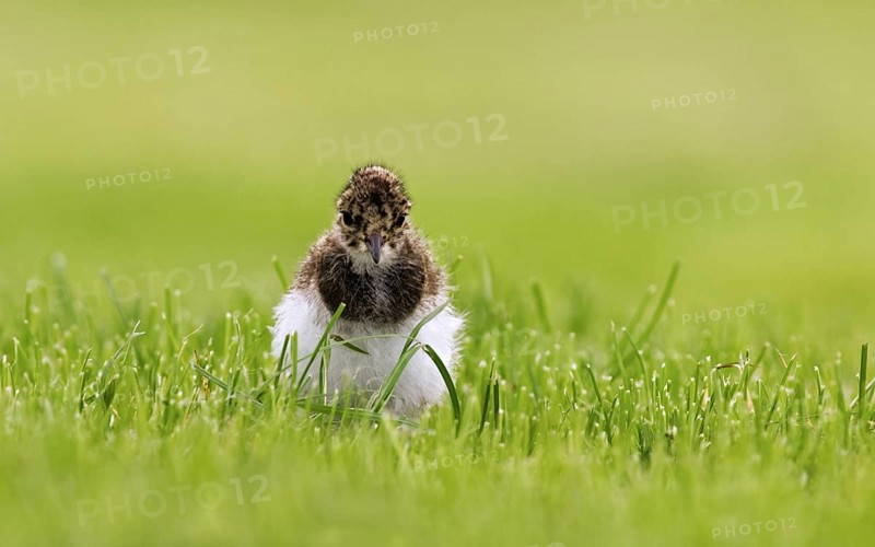 Northern Lapwing (Vanellus vanellus) chick in meadow