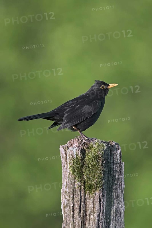 Eurasian blackbird (Turdus merula), common blackbird male perched on weathered wooden fence pole along grassland, meadow