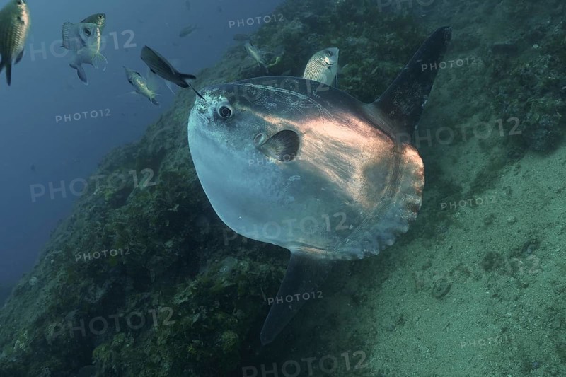 Ocean sunfish (Mola mola), Dive site Marine Reserve Cap de Creus, Rosas, Costa Brava, Spain, Mediterranean Sea, Europe
