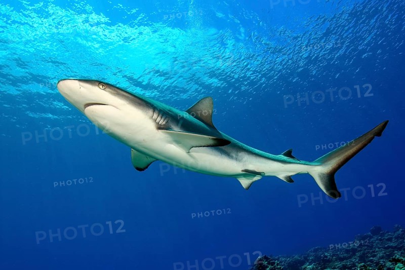 Large female grey reef shark (Carcharhinus amblyrhynchos) Shark swimming in backlight under water surface above clouds through open water blue sea, Pacific Ocean, Caroline Islands, Yap Island, Yap State, Federated States of Micronesia, Australia, Oceania