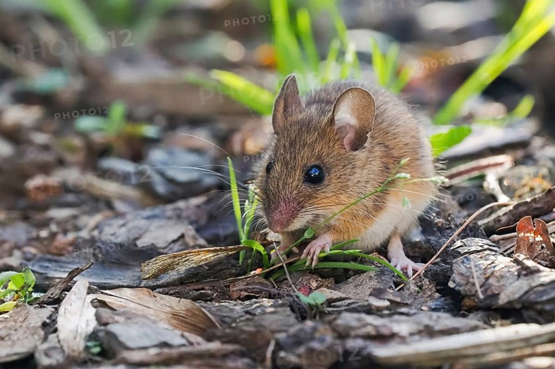 Wood mouse (Apodemus sylvaticus) foraging, Hesse, Germany, Europe