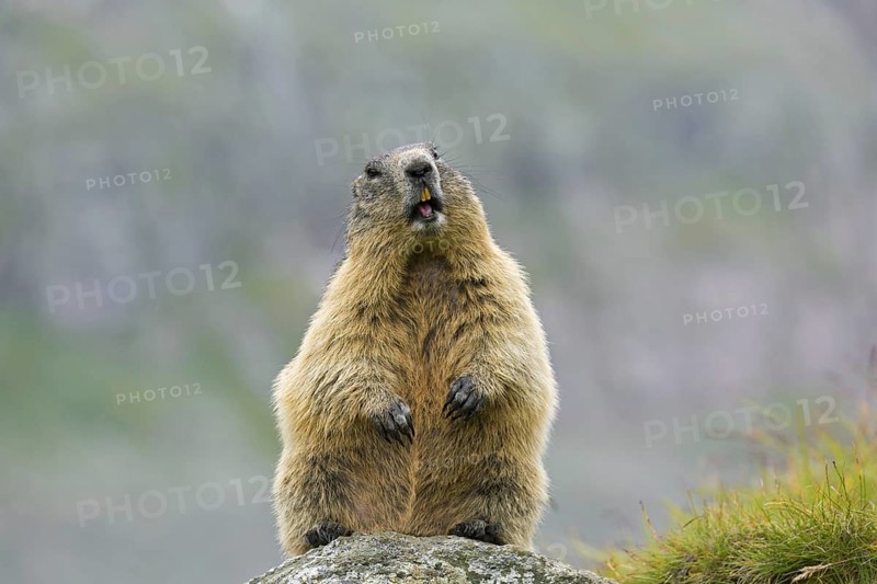 Alarmed Alpine marmot (Marmota marmota) standing up and calling from rock in the mountains, Hohe Tauern National Park, Carinthia, Austria, Europe