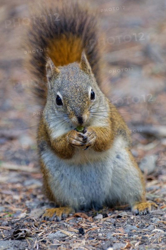 Common Canadian red squirrel (Tamiasciurus hudsonicus) sitting on the ground, eating, tail attached to body, Yukon Territory, Canada, North America