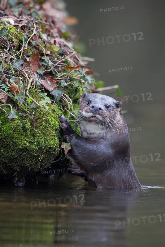 European otter (Lutra lutra) adult by a river bank, Norfolk, England, United Kingdom, Europe