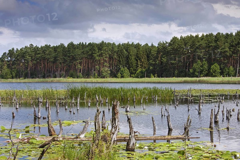 Mühlensee, Lake Muehlen near Kargow in the Mueritz National Park, Müritz-Nationalpark in summer, Mecklenburg-Vorpommern, Germany, Europe