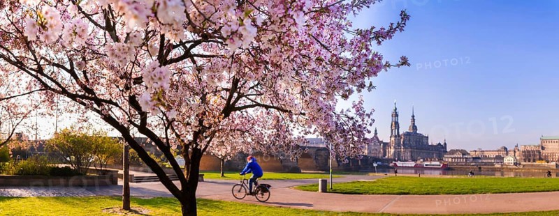 Spring on the Königsufer in Dresden