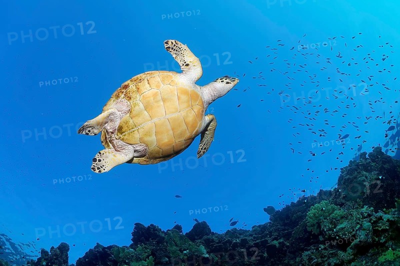 Hawksbill sea turtle (Eretmochelys imbricata) from below on coral reef, Great Barrier Reef, UNESCO World Heritage Site, Coral Sea, Coral Sea, Pacific Ocean, Cairns, Queensland, Australia, Oceania