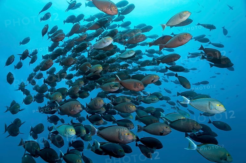 Shoal of elongate surgeonfish (Acanthurus mata) swimming in the open sea. Great Barrier Reef, UNESCO World Heritage Site, Coral Sea, Coral Sea, Pacific Ocean, Cairns, Queensland, Australia, Oceania