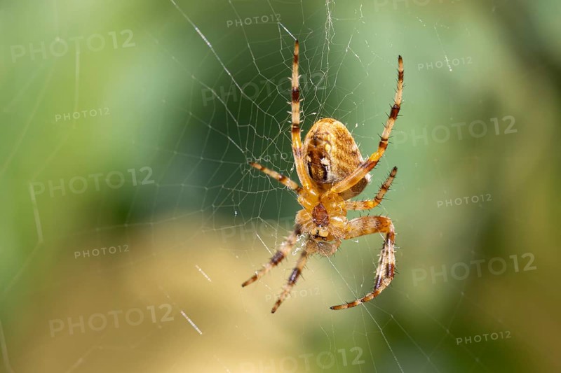 European garden spider (Araneus diadematus), lower view, sitting in web, Ternitz, Lower Austria, Austria, Europe