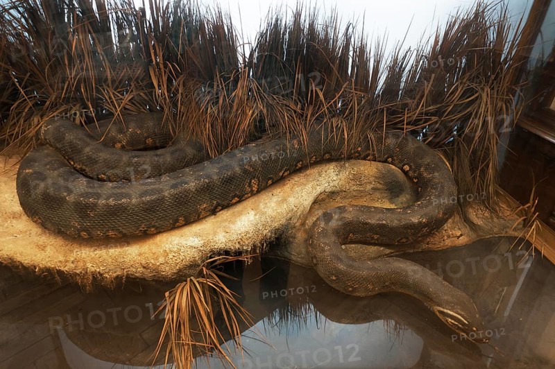 Anaconda (Eunectes murinus), largest snake on earth, Natural History Museum, opened 1889, Vienna, Austria, Europe