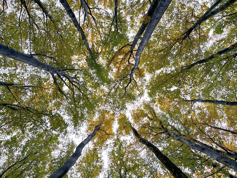 Autumn leaves, autumn atmosphere, colourful leaves, beech forest, view of the treetops, golden October, moor, Jasmund National Park, peninsula on the island of Rügen, Mecklenburg-Western Pomerania, Germany, Europe