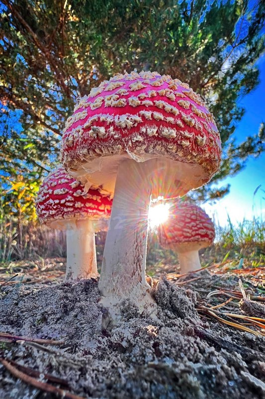 Red fly agaric (Amanita muscaria), poisonous mushroom, red cap with white spots, lucky mushroom, fruiting body, poisonous alkaloids muscimol and ibotenic acid, beadling relative, lamellae, spore dust, occurrence in coniferous and deciduous forests, poisoning, mushroom counselling, deep dump, post-mining landscape, Saxony-Anhalt, Germany, Europe
