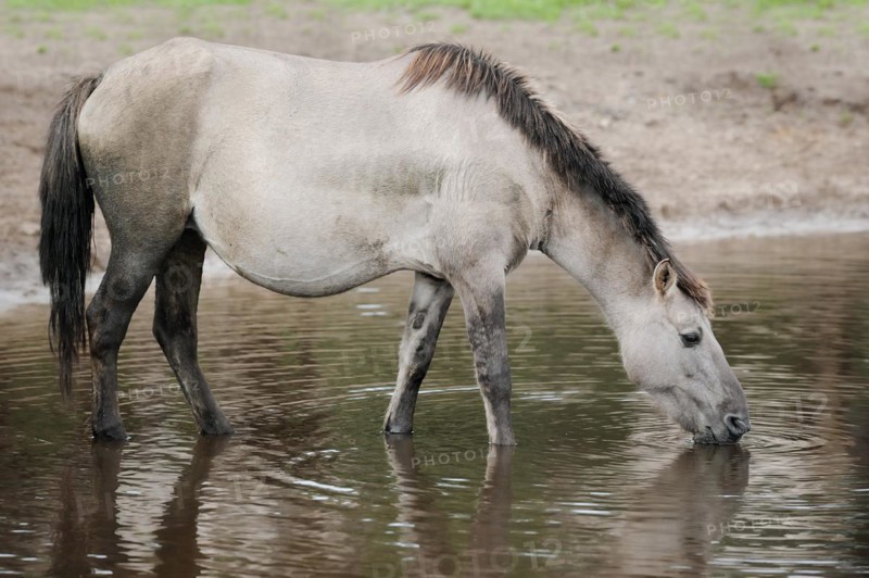 Dülmen wild horse drinking, Merfelder Bruch, Dülmen, North Rhine-Westphalia, Germany, Europe