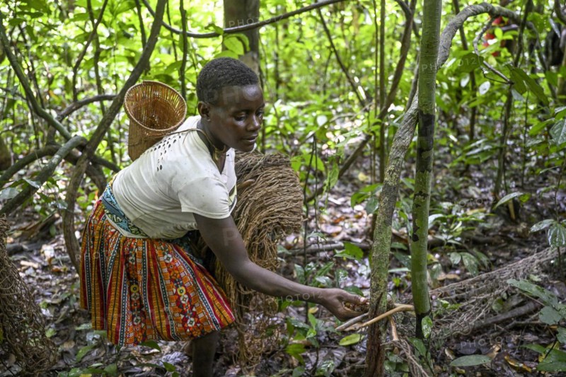 Pygmy woman from the Baka or BaAka tribe setting up her hunting net in the forest, Dzanga-Sangha Special Dense Forest Reserve, Sangha-Mbaéré Prefecture, Central African Republic, Africa