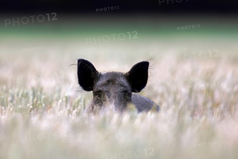 Solitary wild boar (Sus scrofa) sow, female foraging in wheat field, cornfield in summer