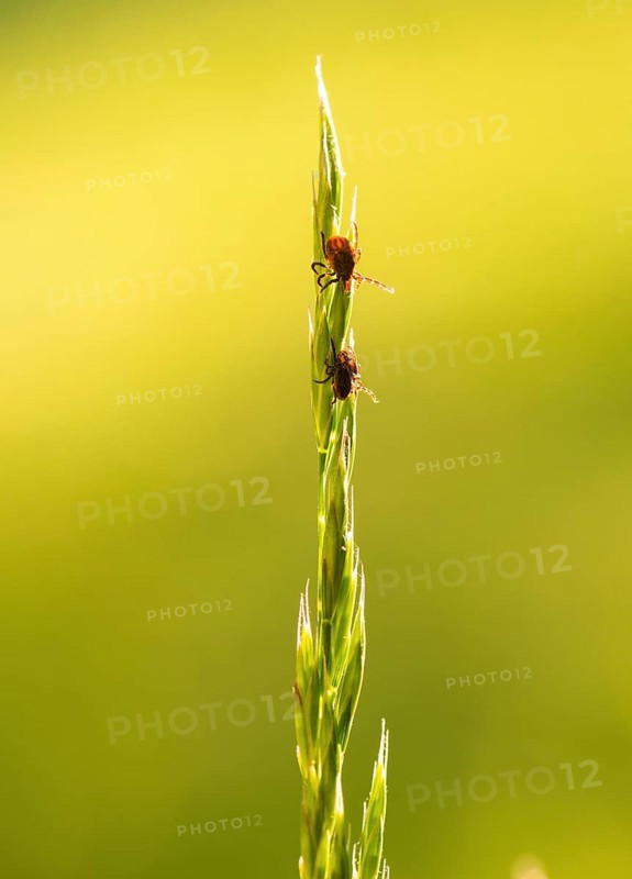 Three ticks, castor bean tick (Ixodes ricinus), lurking on a blade of grass in a meadow, female (top) and two males (bottom) backlit by the setting sun, evening, soft green bokeh background, Lower Saxony, Germany, Europe
