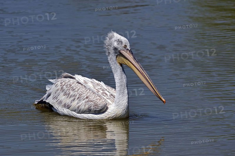 Portrait of Pink-backed Pelican (Pelecanus rufescens) swimming in lake, native to Africa