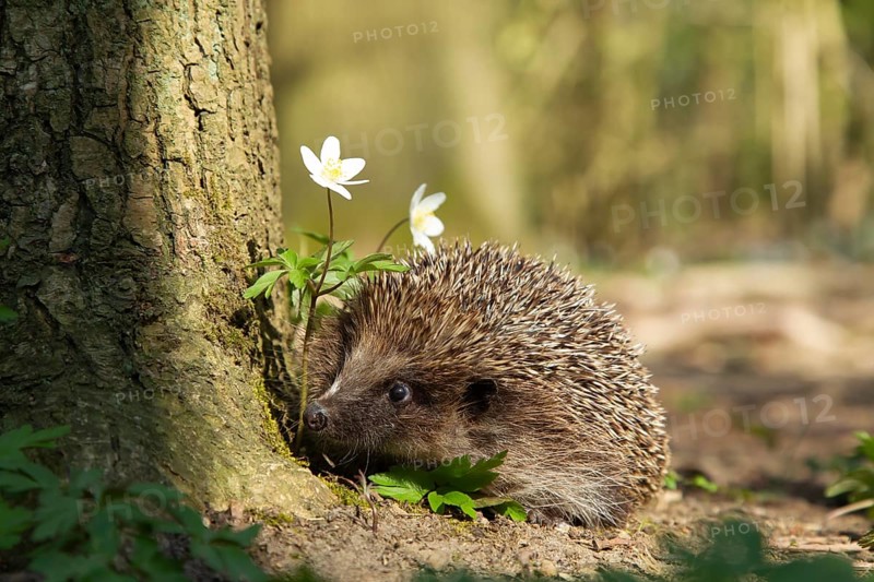 European hedgehog (Erinaceus europaeus) adult animal walking in a springtime woodland, Suffolk, England, United Kingdom, Europe