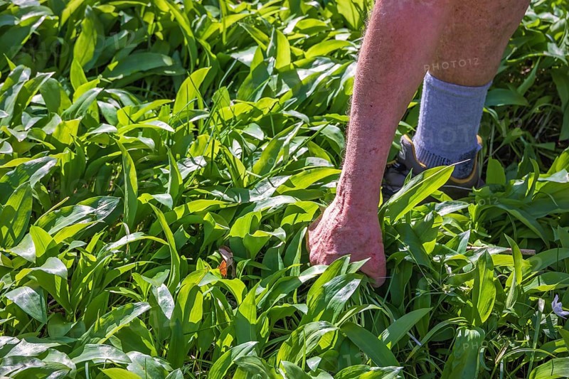 A man picking green edible wild garlic (Allium ursinum) leaves for cooking