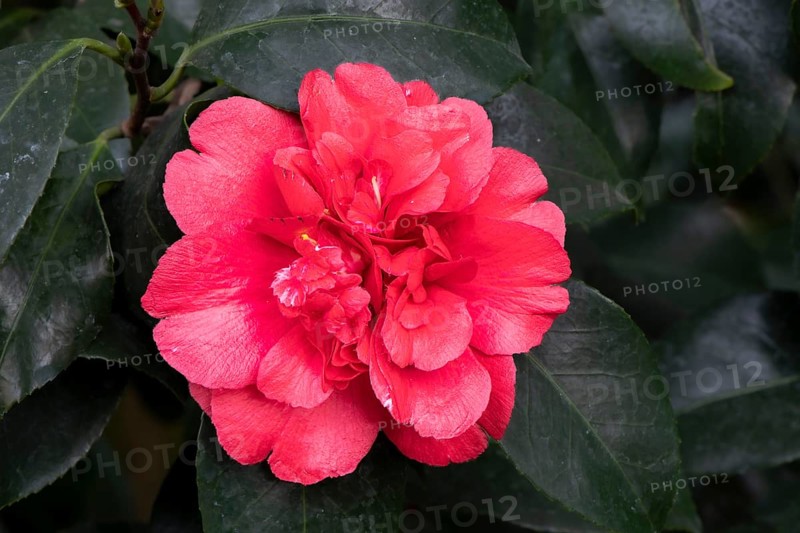 Camellia (Camellia japonica althaeiflora) hybrid