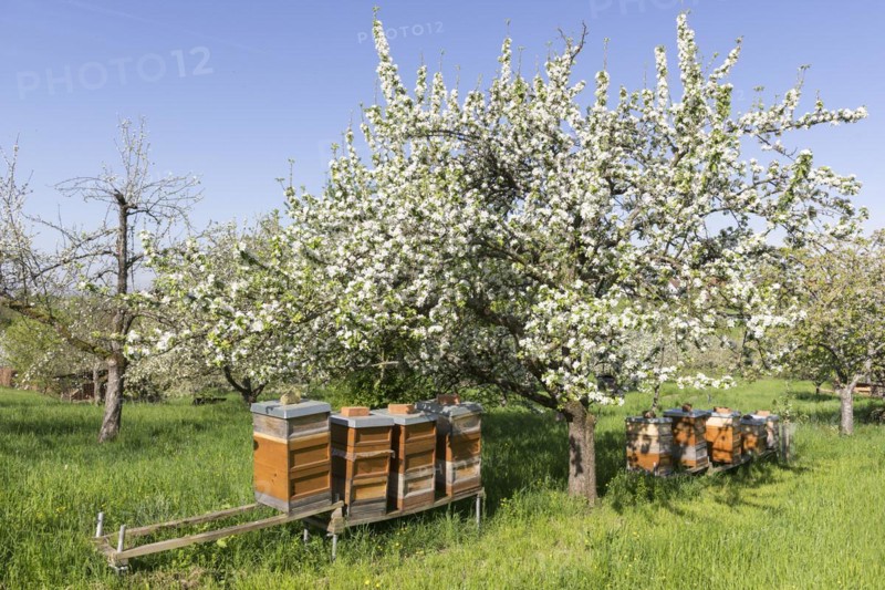 Beehives in meadow orchard with blossoming fruit trees, Rems Valley, Baden-Württemberg, Germany, Europe