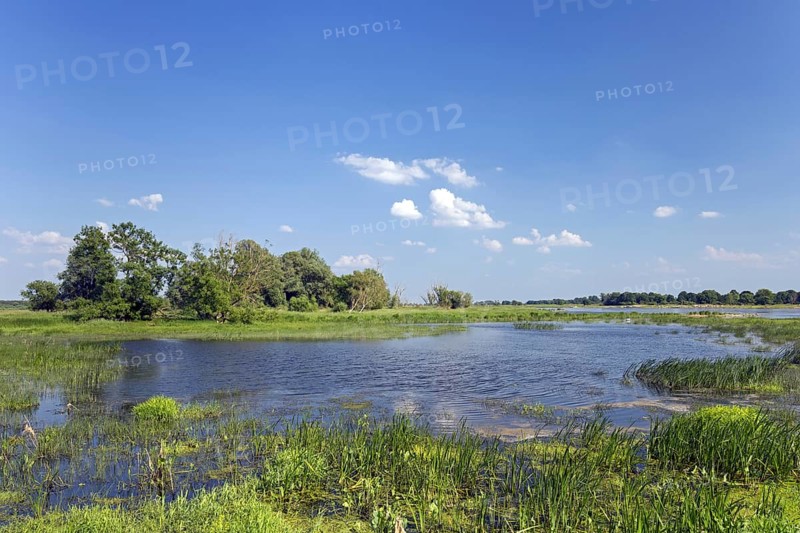 Tributary stream of the river Oder at Oderbruch, moorland landscape near Oderberg, Brandenburg in eastern Germany