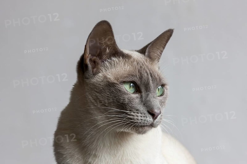 Tonkinese cat, result of a recent crossbreeding between Siamese and Burmese cat breeds