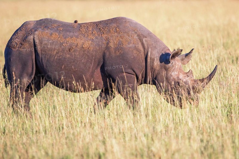 Black rhinoceros (Diceros bicornis) walking in high grass on the savanna, Maasai Mara National Reserve, Kenya, Africa