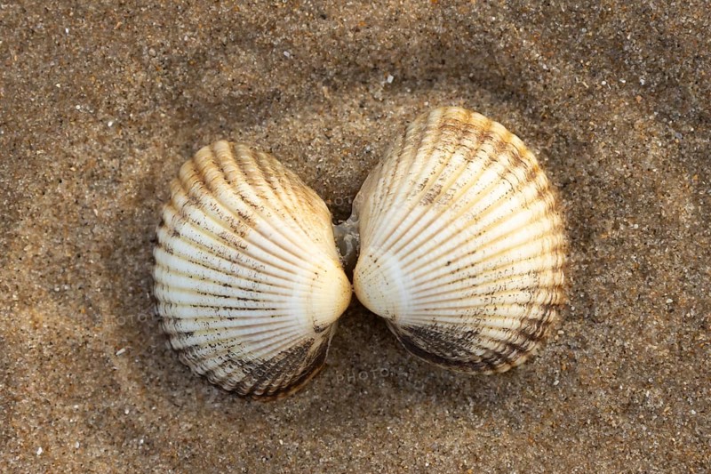 Cockle shell one pair on a sandy beach, Norfolk, England, United Kingdom, Europe
