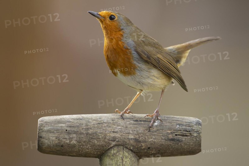 European robin (Erithacus rubecula) adult bird on a garden fork handle, England, United Kingdom, Europe