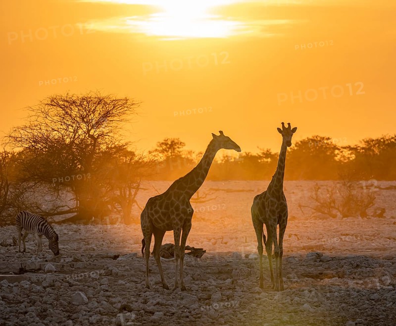 Angolan giraffe (Giraffa giraffa angolensis), two giraffes in the backlight at sunset, atmospheric sunset, Okaukuejo waterhole, Etosha National Park, Namibia, Africa