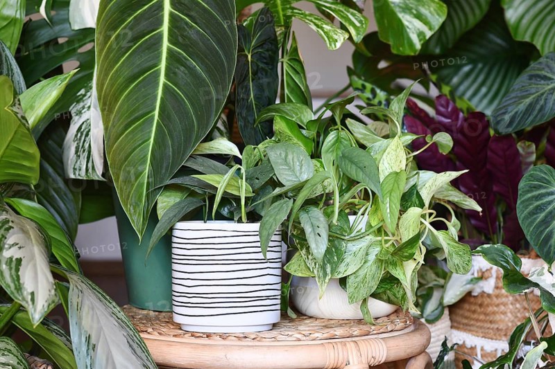 Urban jungle. Different tropical houseplants like Philodendron or pothos in basket flower pots on tables