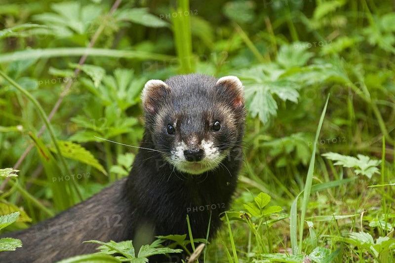 Close up of European polecat (Mustela putorius) hunting in grassland