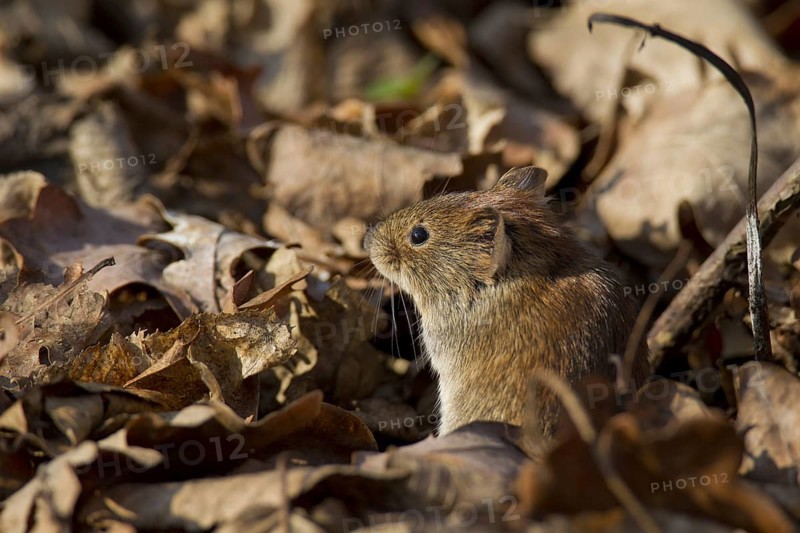 Bank vole (Clethrionomys glareolus) sitting among leaves on the forest floor, Germany, Europe