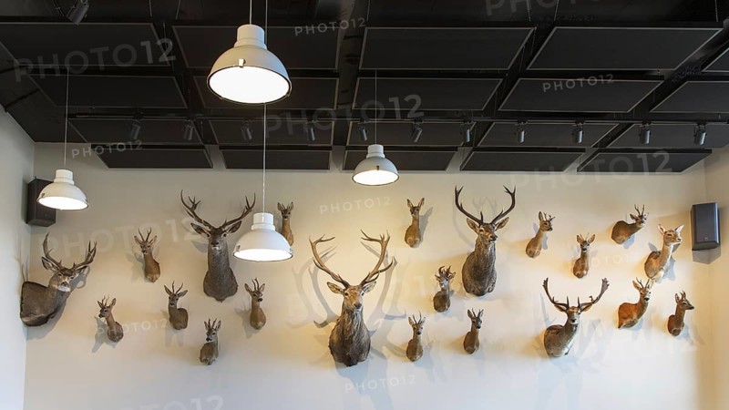 Hunter's trophy room with collection of stuffed deer heads hanging on a wall as hunting trophies