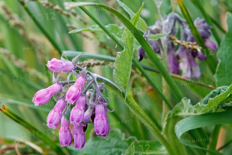Comfrey (Symphytum officinale), inflorescence, purple morph, medicinal plant, Peenetal River Landscape Nature Park, Mecklenburg-Western Pomerania, Germany, Europe