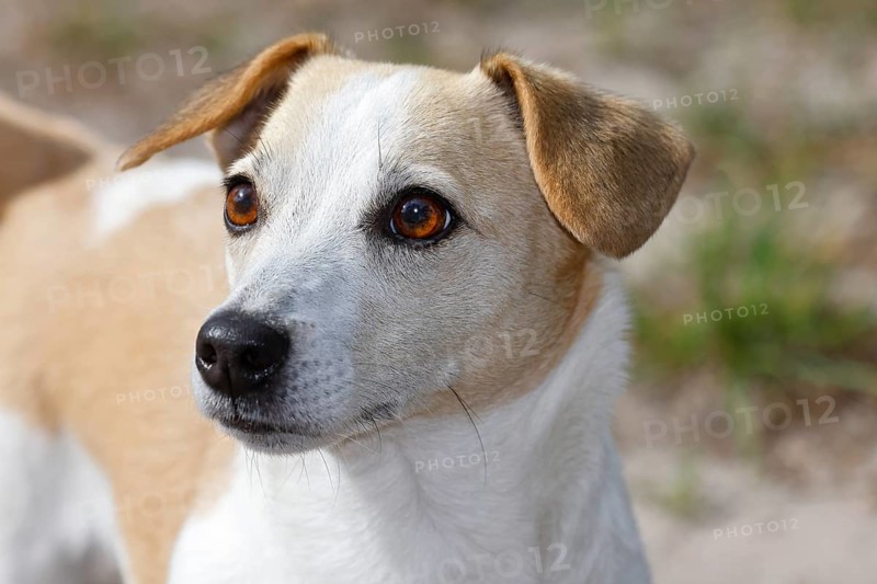 Dog, Jack Russell Terrier, Dog breed, Domestic dog (Canis lupus familiaris), Portrait, Schleswig-Holstein, Germany, Europe